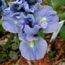 Iris pumila Seafire